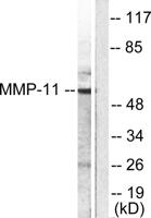 MMP-11 Polyclonal Antibody