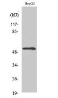 MMP-13 Polyclonal Antibody