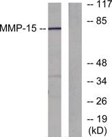 MMP-15 Polyclonal Antibody