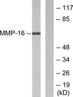 MMP-16 Polyclonal Antibody