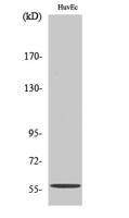 MMP-19 Polyclonal Antibody