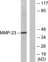 MMP-23 Polyclonal Antibody