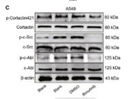 MMP-3 Polyclonal Antibody