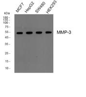 MMP-3 Polyclonal Antibody