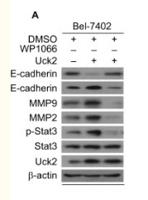 MMP-7 Polyclonal Antibody