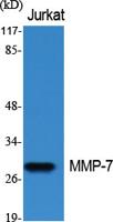 MMP-7 Polyclonal Antibody