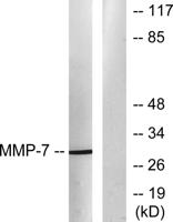 MMP-7 Polyclonal Antibody