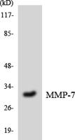 MMP-7 Polyclonal Antibody