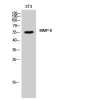 MMP-8 Polyclonal Antibody