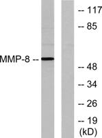 MMP-8 Polyclonal Antibody