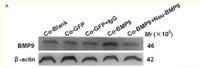 MMP-9 Polyclonal Antibody