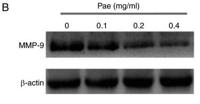 MMP-9 Polyclonal Antibody