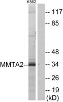 MMTAG2 Polyclonal Antibody