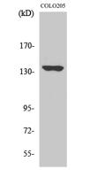 MN1 Polyclonal Antibody