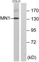 MN1 Polyclonal Antibody