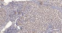 MN1 Polyclonal Antibody