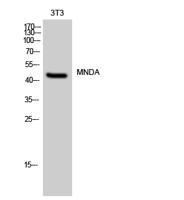 MNDA Polyclonal Antibody