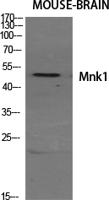 Mnk1 Polyclonal Antibody