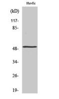 Mnk1 Polyclonal Antibody