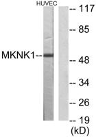 Mnk1 Polyclonal Antibody