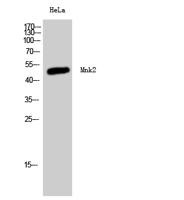 Mnk2 Polyclonal Antibody