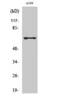 MNT Polyclonal Antibody