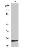 Mob1A Polyclonal Antibody