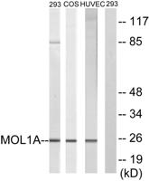 Mob1A Polyclonal Antibody