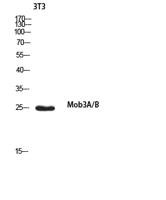 Mob3A/B Polyclonal Antibody