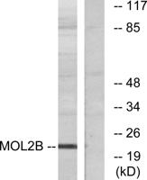 Mob3B Polyclonal Antibody