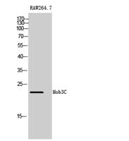 Mob3C Polyclonal Antibody