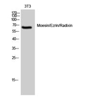 Moesin/Ezrin/Radixin Polyclonal Antibody