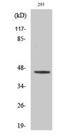 MOR-1 Polyclonal Antibody