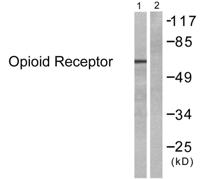 MOR-1 Polyclonal Antibody