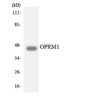 MOR-1 Polyclonal Antibody