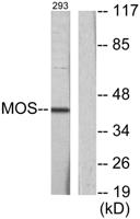 Mos Polyclonal Antibody