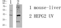 MOT4 Polyclonal Antibody