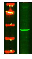 MOT6 Polyclonal Antibody