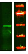 MOT7 Polyclonal Antibody