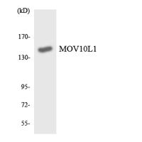 MOV10L1 Polyclonal Antibody