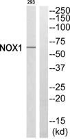 Mox1 Polyclonal Antibody