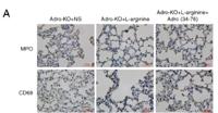 MPO Polyclonal Antibody