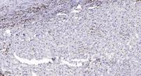 MPP10 Polyclonal Antibody