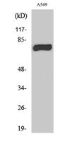 MPP9 Polyclonal Antibody