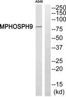 MPP9 Polyclonal Antibody