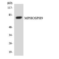 MPP9 Polyclonal Antibody