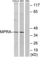 mPRα Polyclonal Antibody