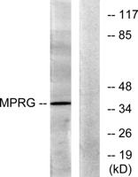 mPRγ Polyclonal Antibody