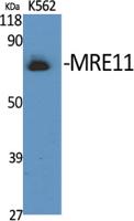 MRE11 Polyclonal Antibody