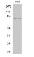 MRE11 Polyclonal Antibody